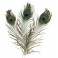 PACK 3 PLUMES DE PAON - 25/30 CM - COLORIS NATUREL